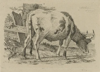 Vache broutant près d