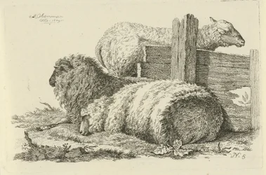 Mouton et bélier couchés (Études de vaches, moutons et chèvres)