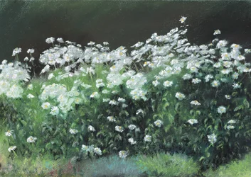 Marguerites Shasta, 1992
