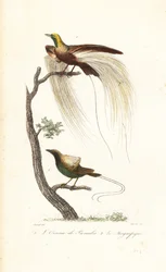 Grand oiseau de paradis et magnifique oiseau de paradis