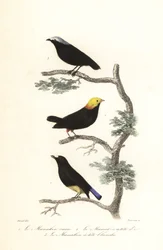 Espèces de manakin