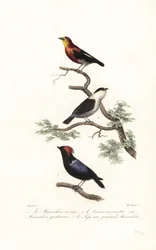 Espèces de manakin