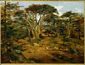 Les vieux cèdres sur le Mont Liban - Old cedar-trees in the Lebanon-range ...