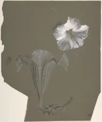 Étude de deux lys blancs