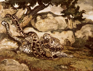 Un python tuant un tigre