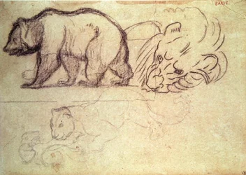 Un ours marchant, la tête d