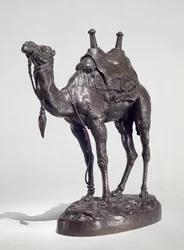 Dromadaire égyptien avec harnais