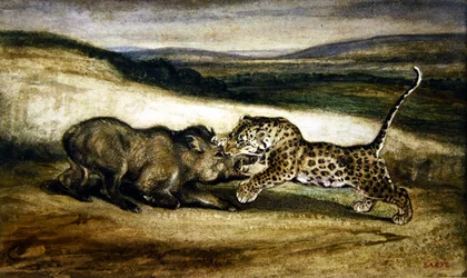 Panthère combattant un sanglier