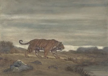 Tigre approchant une piscine