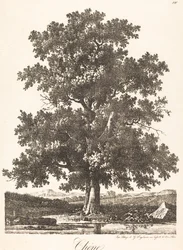 Chêne