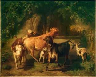 Jeunes bovins et chèvres
