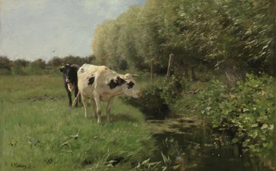 Vaches au pâturage