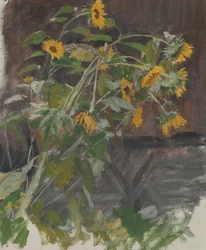 Tournesols