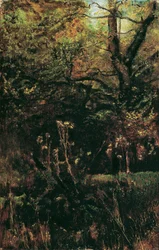 Clairière avec chardons