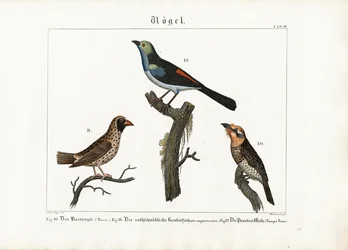 Barbet, oiseau tisserand et moucherolle du paradis