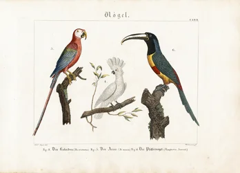 Cacatoès, ara et toucan