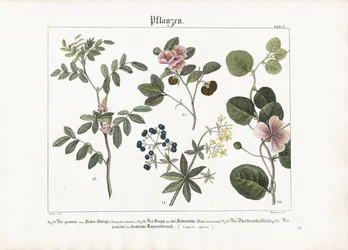 Plantes tinctoriales et buisson de câpres