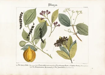 Plantes à épices d