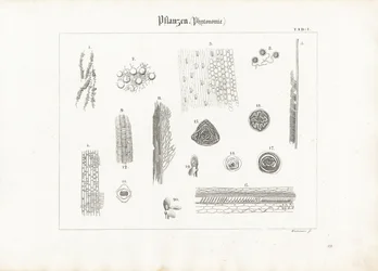 Anatomie des plantes (Phytotomie)