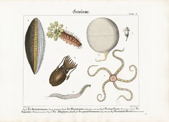 Divers vers marins et cnidaires