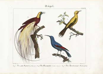 Pic jaune, Grimpereau des murailles et Oiseau de paradis
