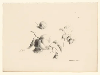 Abricots et fraises (série de fleurs et fruits)