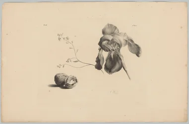 Amaryllis et noix
