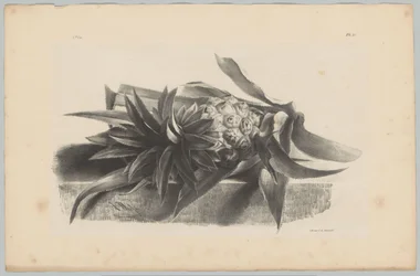 Ananas