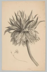 Fleur sur tige (série Bloem en Fruit Studien, 3e épisode)