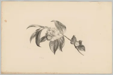 Fleurs (Bloem en Fruit Studien, 3ème livraison)