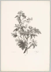 Fleurs sur une branche