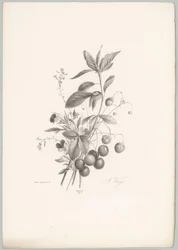 Fleurs, fraises et cerises (Bloem en Fruit Studien, 10e aflevering)