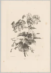 Fleurs diverses (Bloem en Fruit Studien, 10e aflevering)