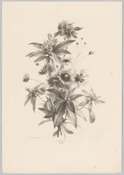 Fleurs diverses
