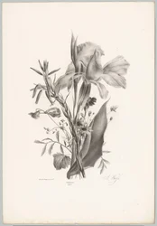 Fleurs diverses