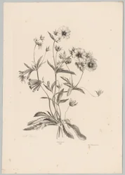 Fleurs diverses