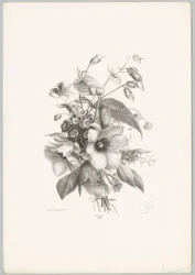 Fleurs diverses (série: Études de fleurs et de fruits, 10e livraison)