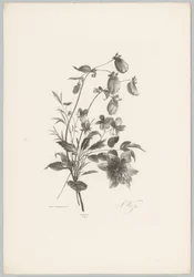 Diverses fleurs