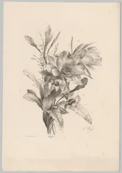 Diverses fleurs