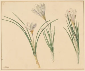 Trois études de crocus