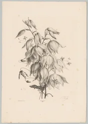 Fleurs suspendues