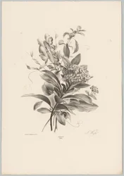 Hortensias et autres fleurs