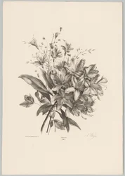 Lys (série: Études de fleurs et de fruits, 10e livraison)