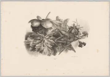 Fleurs de la passion et feuilles (Bloem en Fruit Studien, 10e aflevering)