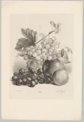Raisins rouges et blancs et pommes (série: Études de fleurs et de fruits, 10e livraison)