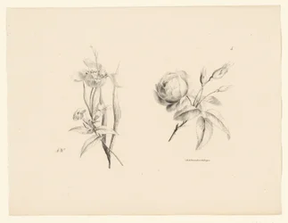 Rose et autres fleurs