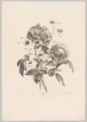 Rose et fleur ressemblant à un œillet