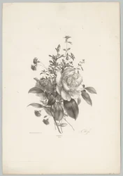Roses, œillets et fuchsia