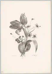 Tulipes et marguerites