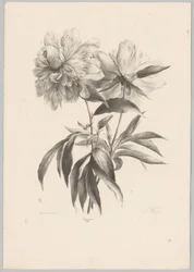 Deux fleurs (Bloem en Fruit Studien, 10e aflevering)